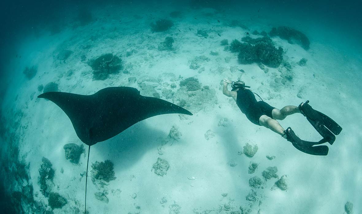 Snorkeling dengan Manta